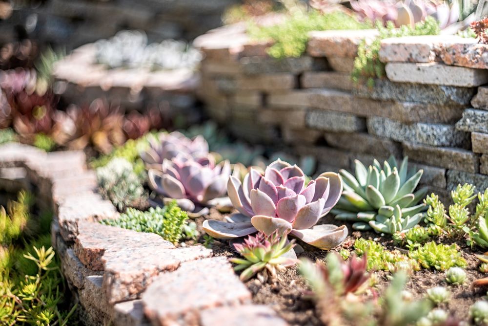 Taking Care Of Succulents - Outdoor Succulents